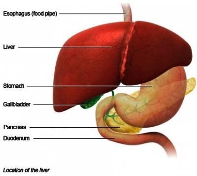 The Liver and Its Functions